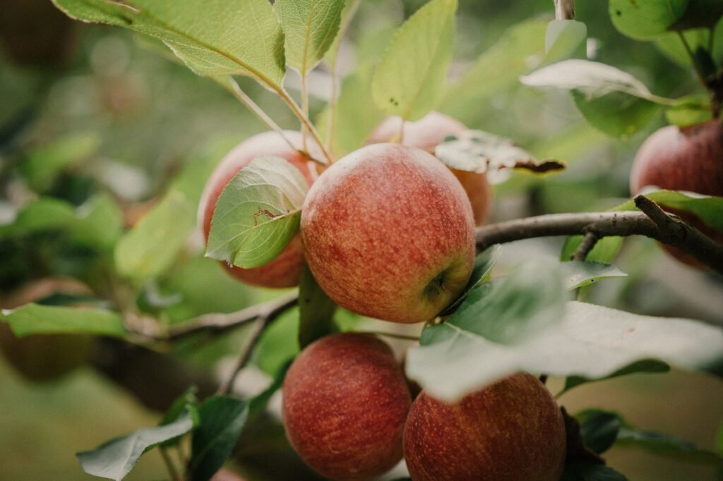 Railways, Horticulture Dept discuss apple transportation from Kashmir