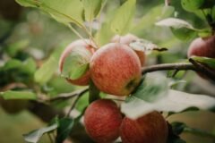 Railways, Horticulture Dept discuss apple transportation from Kashmir