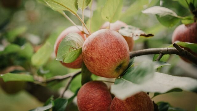 Railways, Horticulture Dept discuss apple transportation from Kashmir