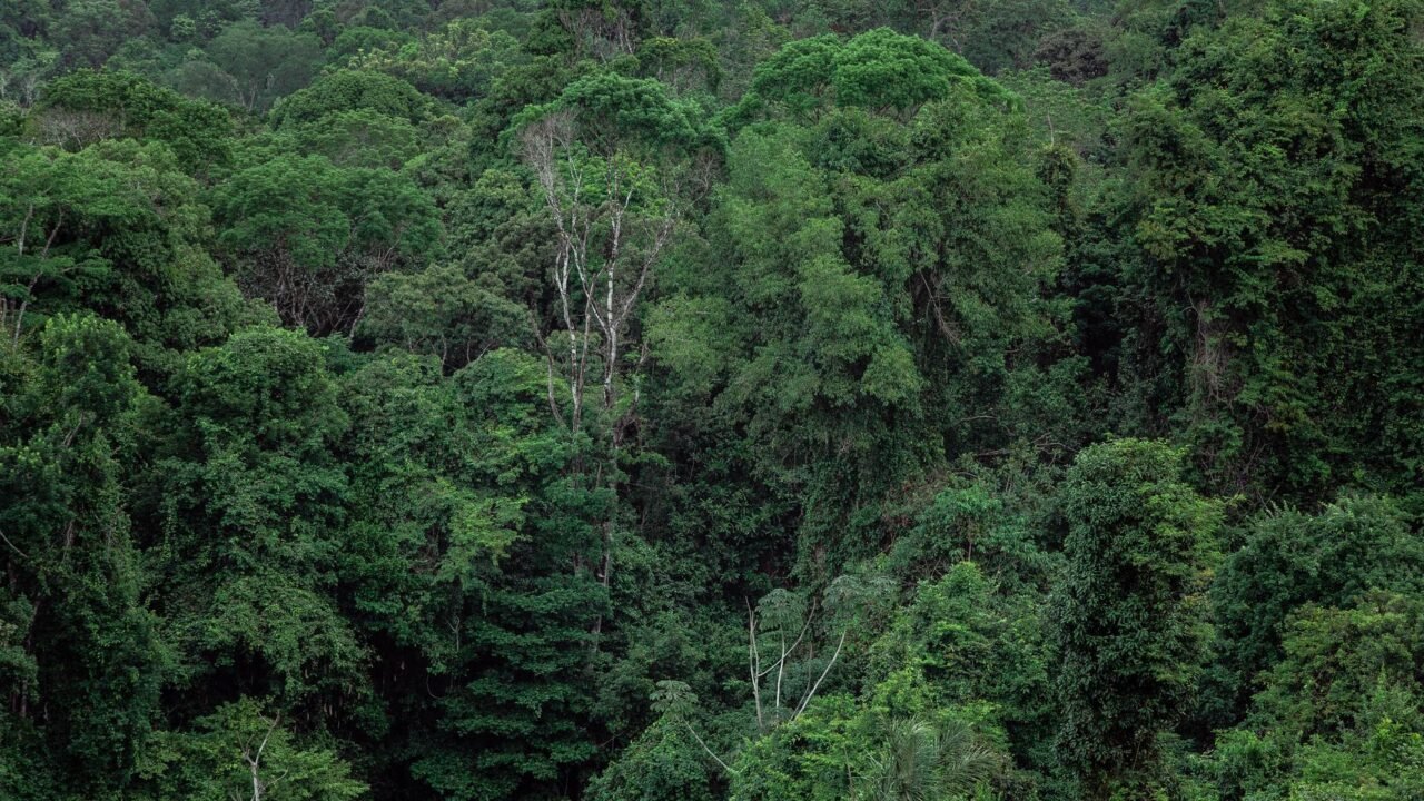 South American Diseases Signal Future Pandemic Threats, Scientists Warn
