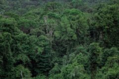 Rare South American Diseases Offer Clues on the Next Pandemic