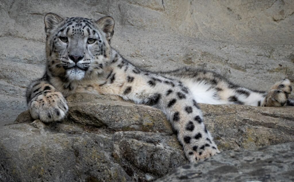 Saxena approves India’s first high-altitude wildlife safari