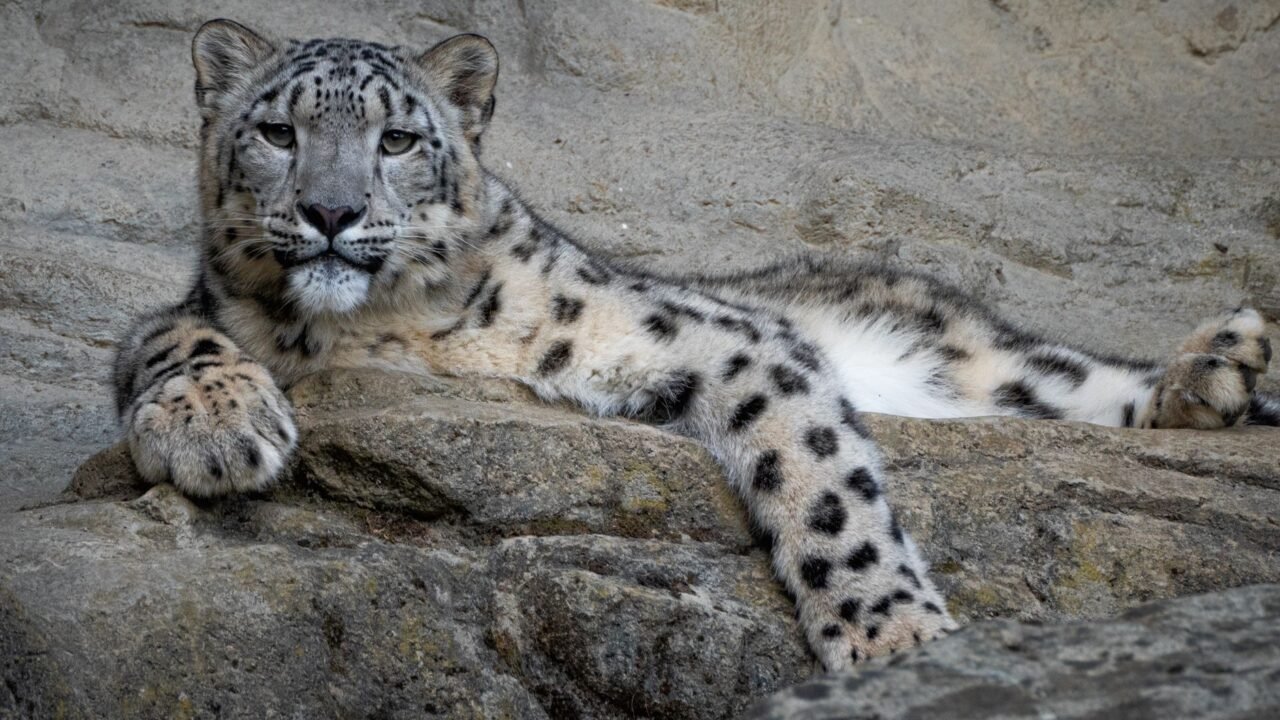 Ladakh Launches India’s First High-Altitude Wildlife Safari
