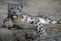 Saxena approves India’s first high-altitude wildlife safari