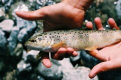 SKUAST-K develops breeding protocol to conserve Himalayan snow trout