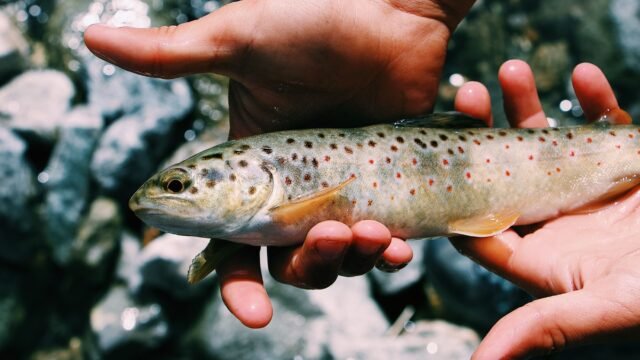 SKUAST-K develops breeding protocol to conserve Himalayan snow trout