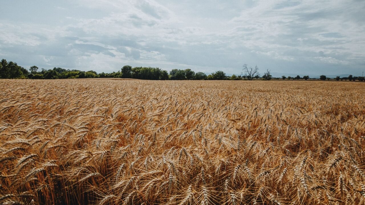Global Breadbaskets Under Siege: War, Climate, and Trade Threaten Food Security