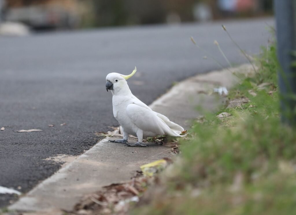What We Know About Australia’s Bird Flu, Which Has Crossed Over to Mammals