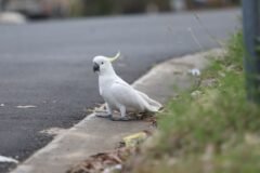 What We Know About Australia’s Bird Flu, Which Has Crossed Over to Mammals
