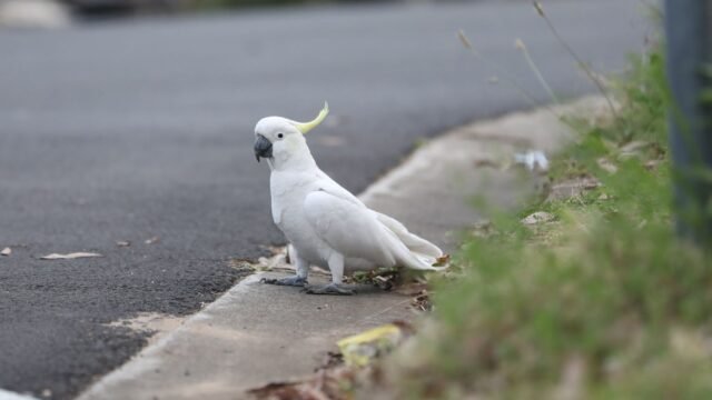 What We Know About Australia’s Bird Flu, Which Has Crossed Over to Mammals