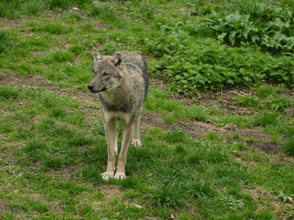 When a Rare Wolf Got Too Close, Denmark Faced a Conservation Dilemma