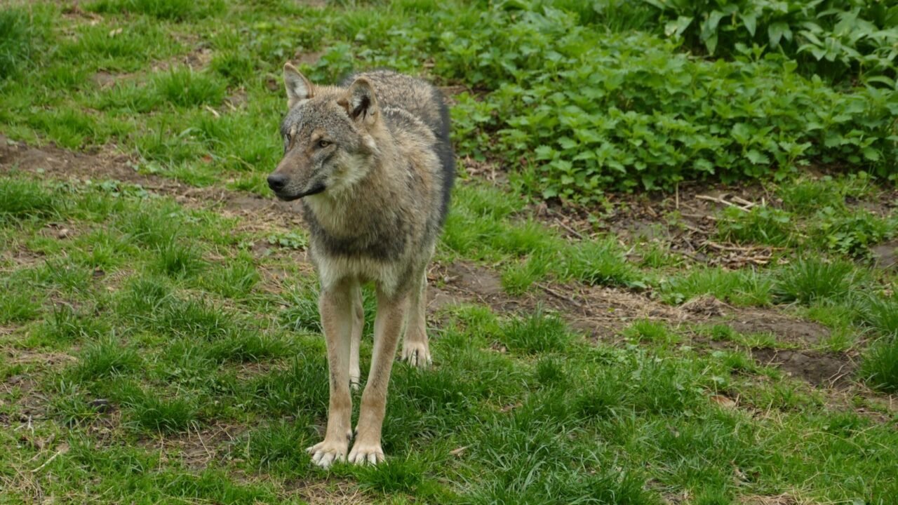 Denmark Grapples with Wolf Return Amidst Public Safety Concerns