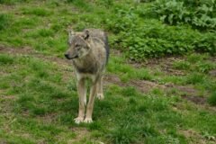 When a Rare Wolf Got Too Close, Denmark Faced a Conservation Dilemma