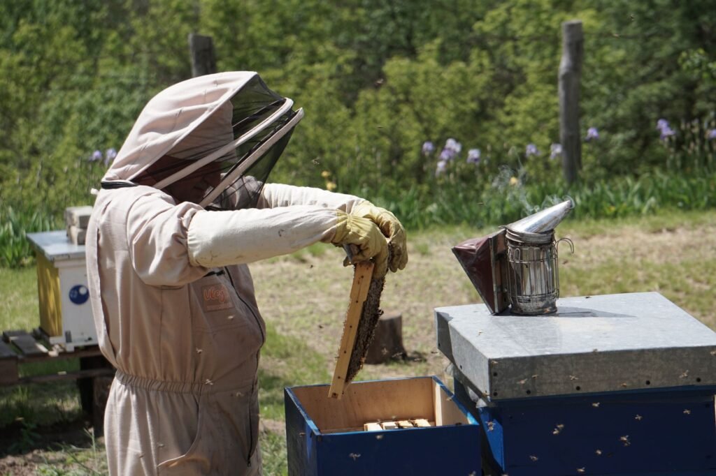 A Bad Year for Bees Gets Worse as Trump’s Tariffs Hit Canada’s Honey Belt