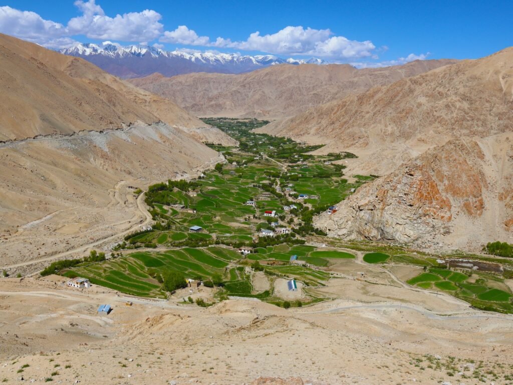 At 10,600 ft, Ladakh unveils world’s highest-altitude twin flower fields