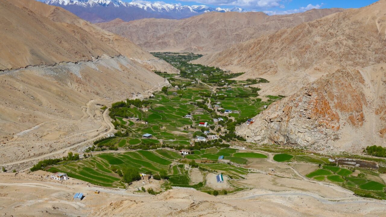 Ladakh Cultivates World’s Highest Twin Flower Fields at 10,600 Feet
