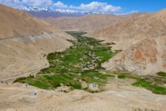 At 10,600 ft, Ladakh unveils world’s highest-altitude twin flower fields