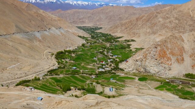 At 10,600 ft, Ladakh unveils world’s highest-altitude twin flower fields