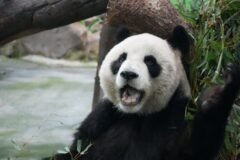China to Send Pandas to Zoo Atlanta, Xi Says
