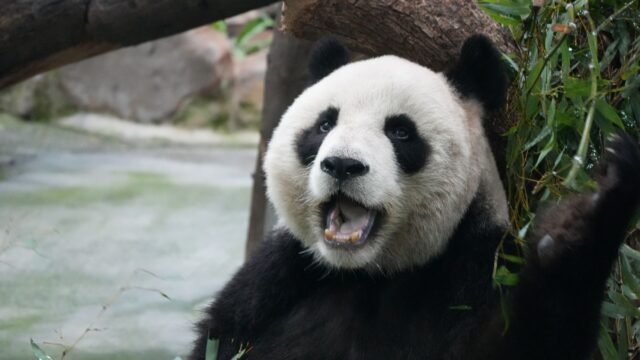 China to Send Pandas to Zoo Atlanta, Xi Says