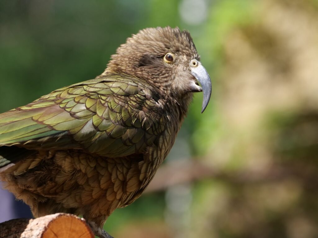 Critically Endangered Parrots Enjoy Baby Boom After Mating Frenzy