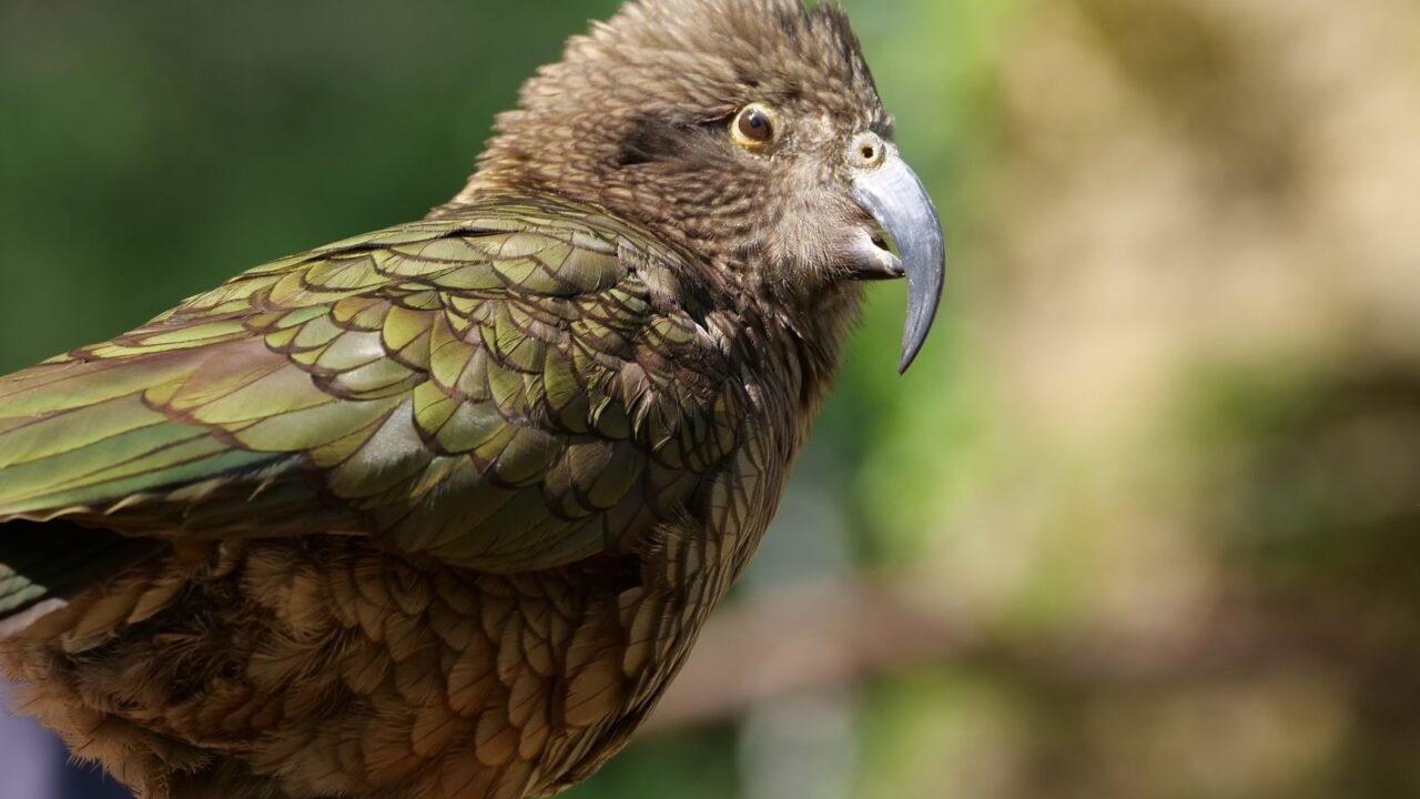 Kakapo Parrot Population Soars to Historic High After Breeding Success