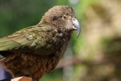 Critically Endangered Parrots Enjoy Baby Boom After Mating Frenzy