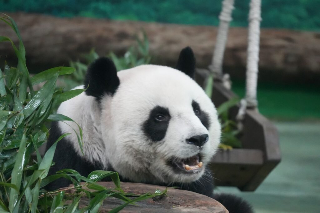 Giant Pandas, Icons of China’s Soft Diplomacy, Arrive in Atlanta