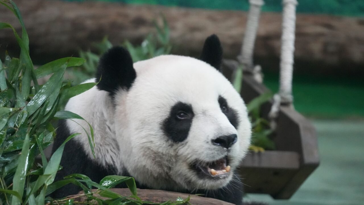 China Dispatches Panda Envoys to Atlanta Zoo Amidst Diplomatic Overtures