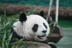Giant Pandas, Icons of China’s Soft Diplomacy, Arrive in Atlanta