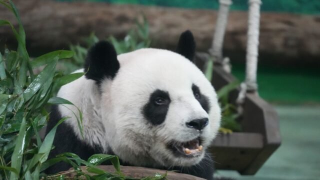 Giant Pandas, Icons of China’s Soft Diplomacy, Arrive in Atlanta