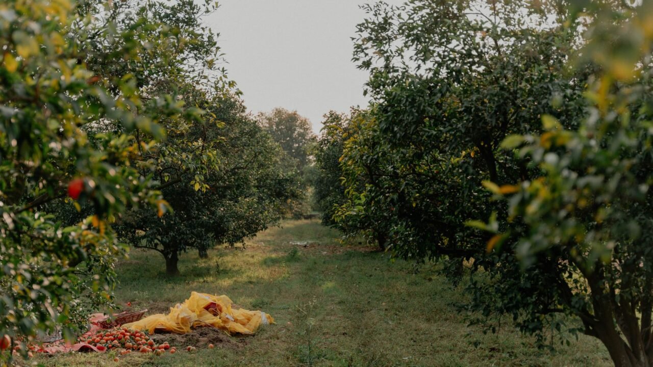J&K Horticulture Sector: A Pillar of Economy, Supporting 3.5 Million Lives
