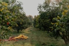 Horticulture sector supports 35 lakh people, adds 10% to J&K GDP: Javid Dar