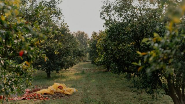 Horticulture sector supports 35 lakh people, adds 10% to J&K GDP: Javid Dar