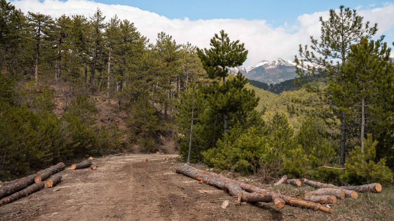 Doda Forest Squad Seizes Hundreds of Illegal Timber Sleepers, Detains Six