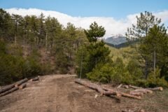 Illegal timber sleepers seized in Doda; six labourers detained