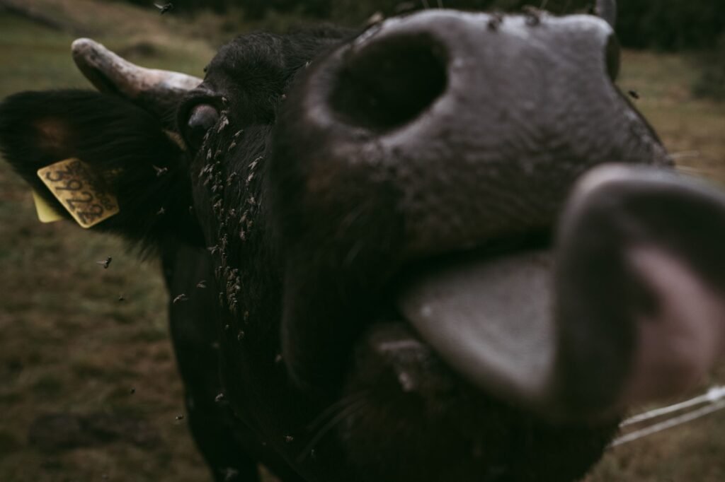 Inside the Fight Against a Flesh-Eating Fly in Mexico