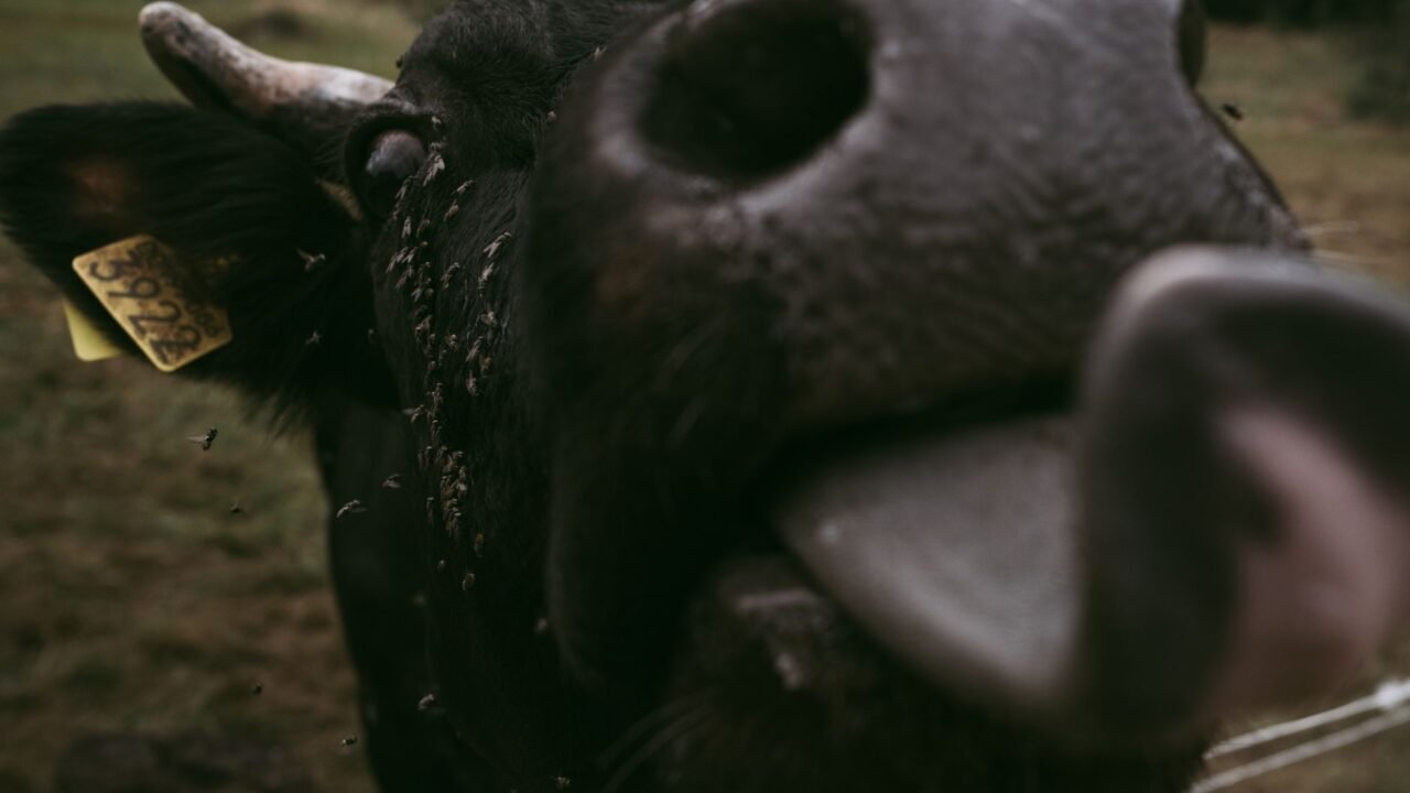 Mexico Battles Flesh-Eating Fly as Border Reopens to Cattle