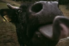 Inside the Fight Against a Flesh-Eating Fly in Mexico