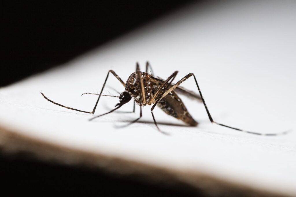 J-K’s Doda reports 52 dengue cases, civic bodies intensify preventive measures