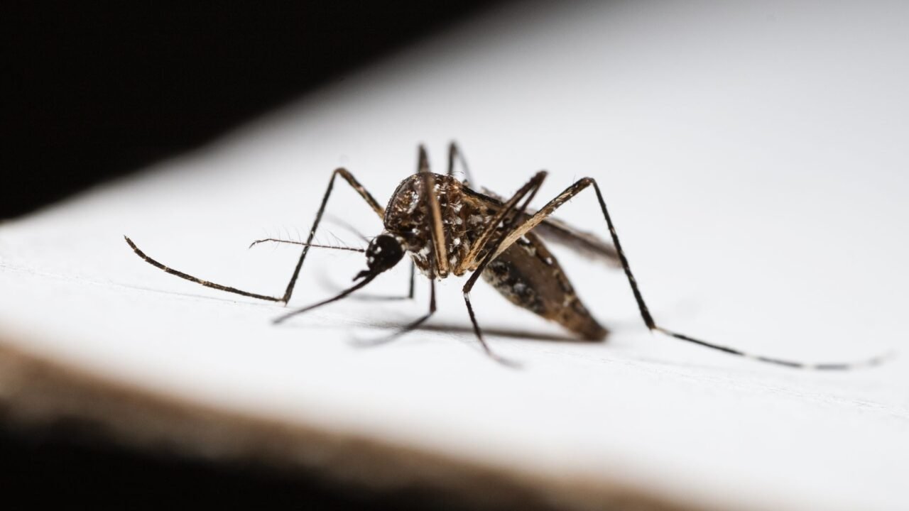 Doda Grapples with Dengue Outbreak: Authorities Ramp Up Prevention Efforts