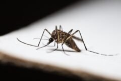 J-K’s Doda reports 52 dengue cases, civic bodies intensify preventive measures
