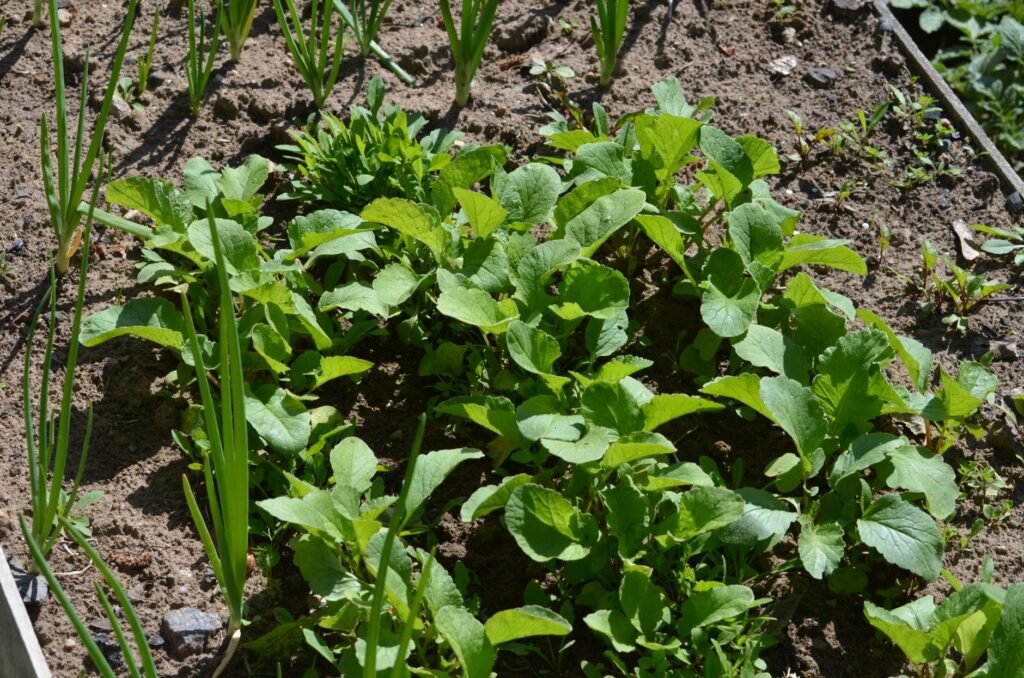 J&K school turns wasteland into garden for mid-day meals, gives students hands-on experience