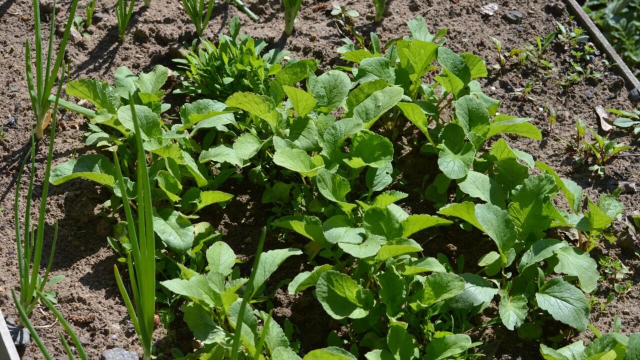 J&K School Transforms Barren Land into Thriving Garden for Student Meals