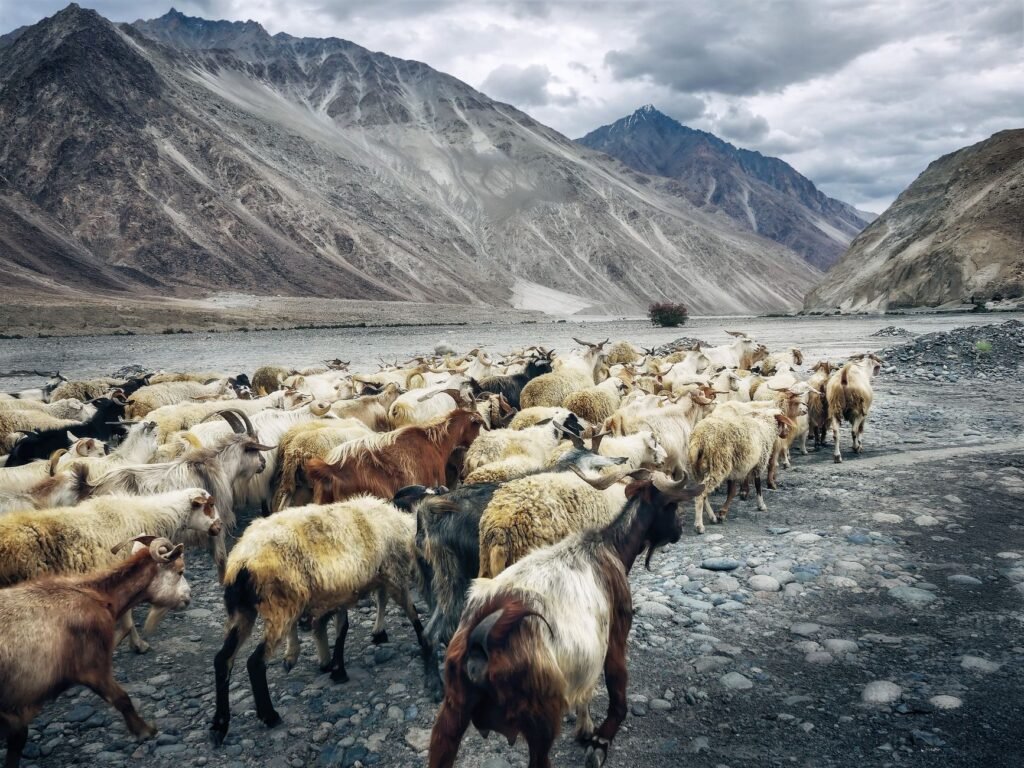 Ladakh L-G orders settlement of wildlife sanctuary rights claims within two months