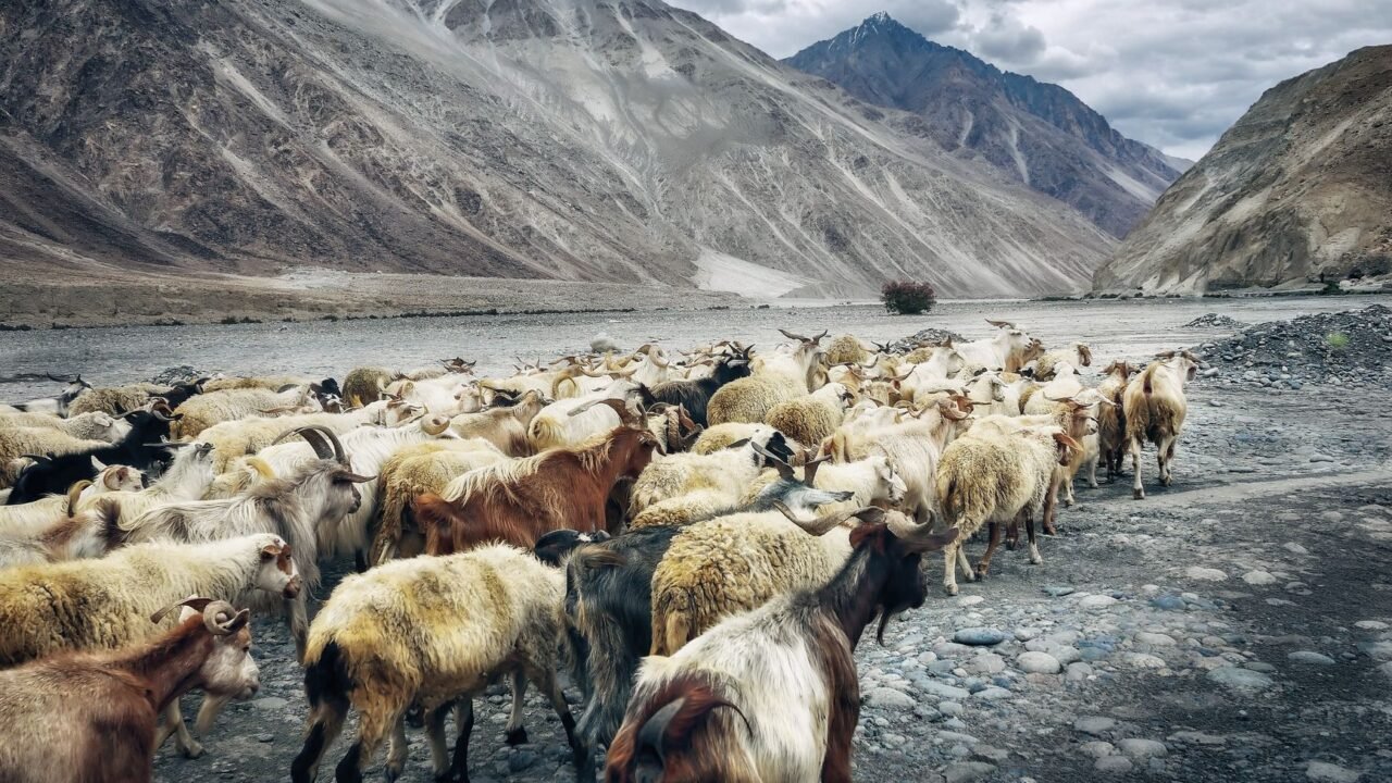 Ladakh Wildlife Sanctuary Rights Settlement Ordered Within Two Months