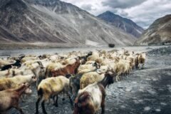 Ladakh L-G orders settlement of wildlife sanctuary rights claims within two months
