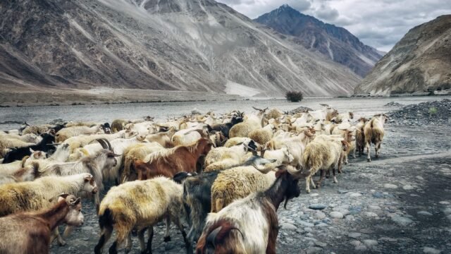 Ladakh L-G orders settlement of wildlife sanctuary rights claims within two months