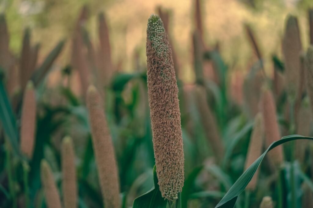 Millets can improve farmers’ livelihood, promote healthier food systems: L-G Sinha