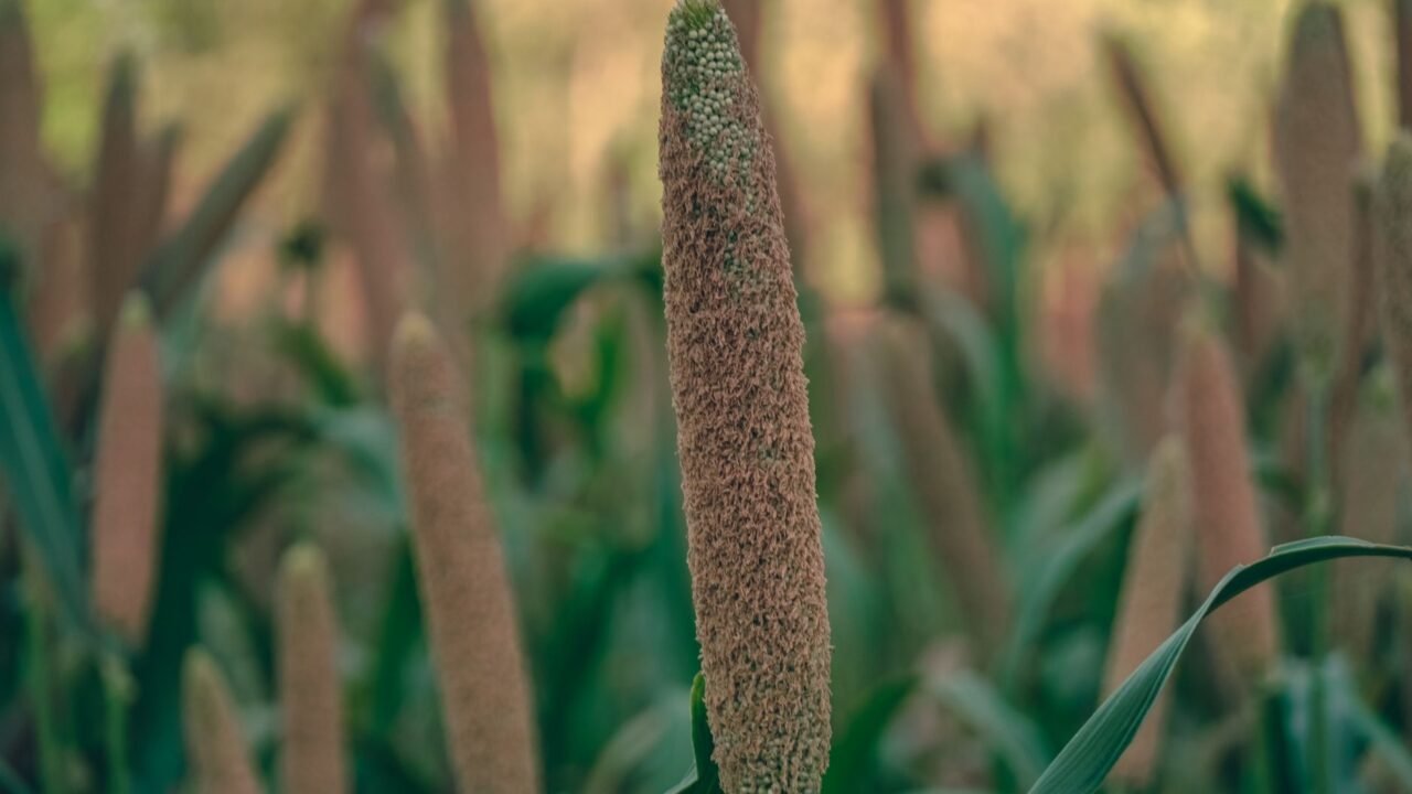 J&K Lieutenant Governor Advocates Millet Revival for Farmer Prosperity